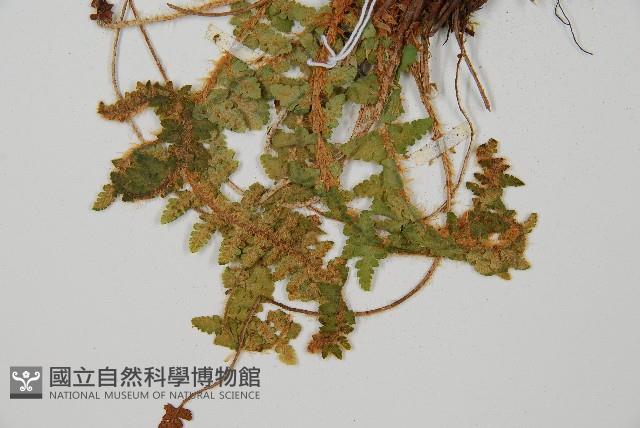 密毛鱗毛蕨藏品圖，第4張