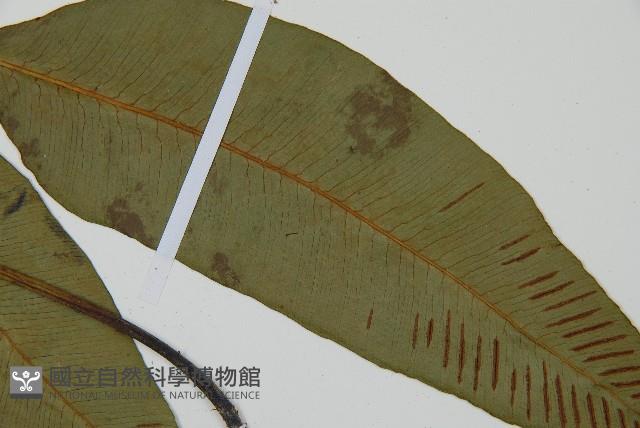 細柄雙蓋蕨藏品圖，第4張