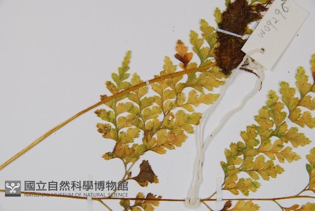 大膜蓋蕨藏品圖，第4張