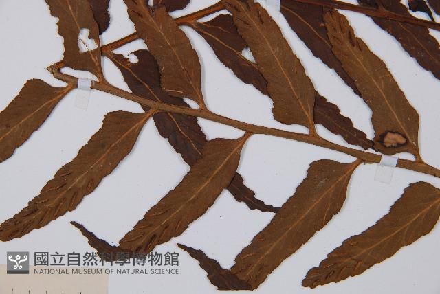 萊氏鐵角蕨藏品圖，第4張