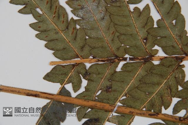 日本狗脊蕨藏品圖，第4張