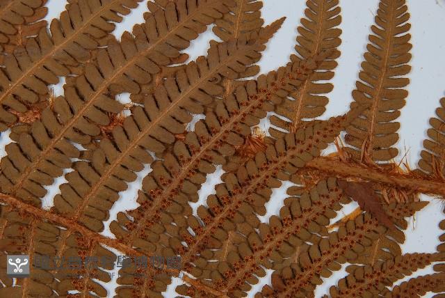 綿馬鱗毛蕨藏品圖，第2張