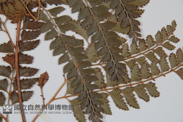 斜方複葉耳蕨藏品圖，第3張