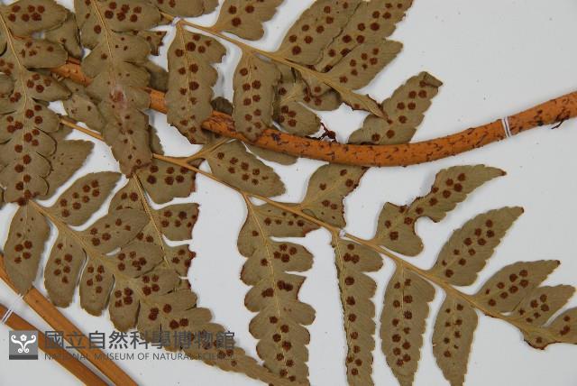 大片複葉耳蕨藏品圖，第4張