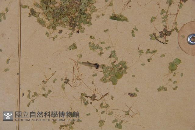 細葉滿江紅、紅萍滿江紅藏品圖，第4張