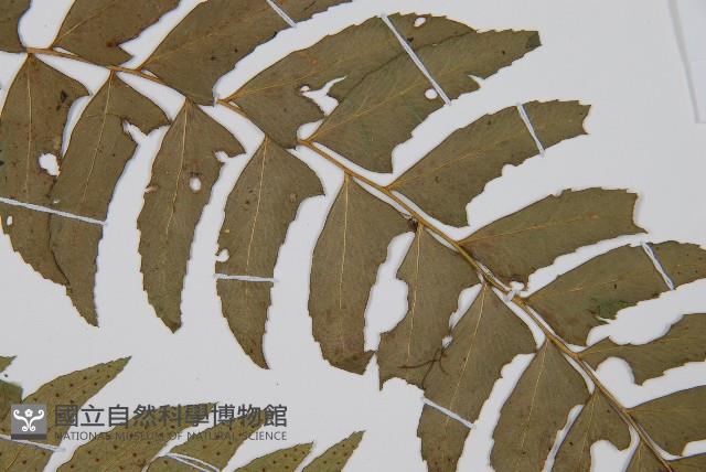 鐮羽貫眾藏品圖，第4張