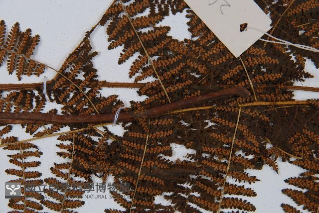 禾稈亮毛蕨藏品圖，第7張
