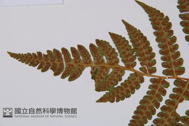 闊葉短腸蕨藏品圖，第7張