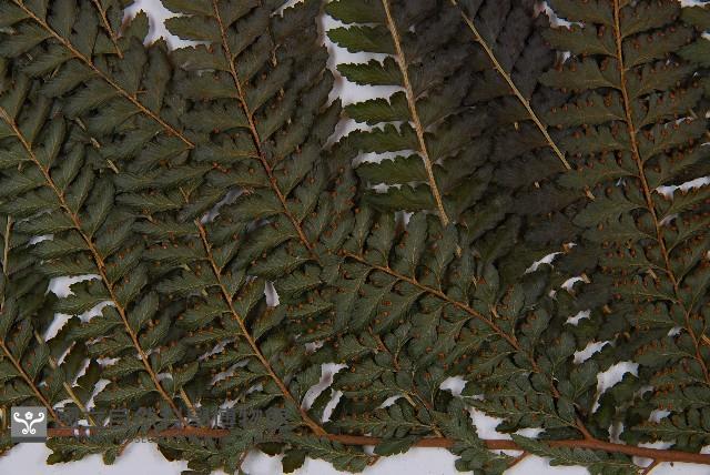 粗毛鱗蓋蕨藏品圖，第4張