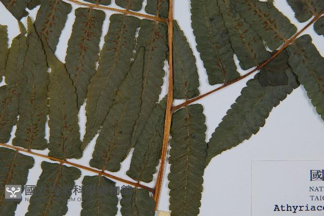 過溝菜蕨藏品圖，第3張