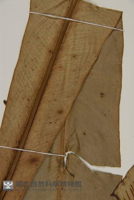 山蘇花藏品圖，第4張