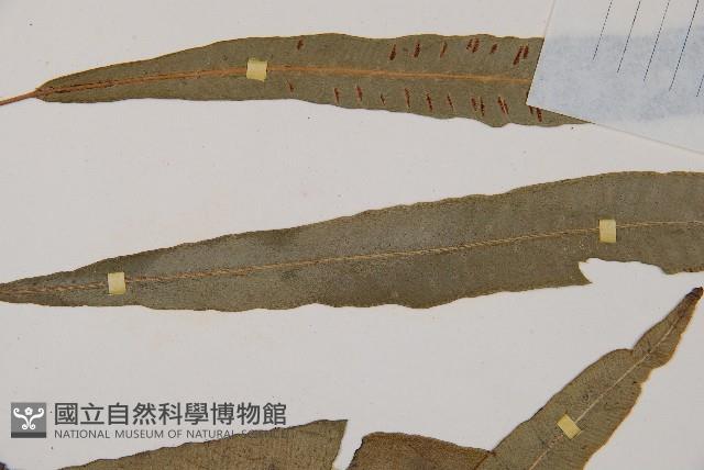 單葉雙蓋蕨藏品圖，第4張