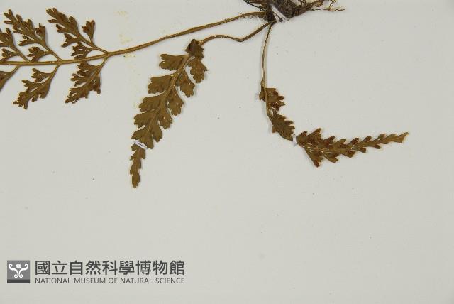 骨碎補鐵角蕨藏品圖，第4張