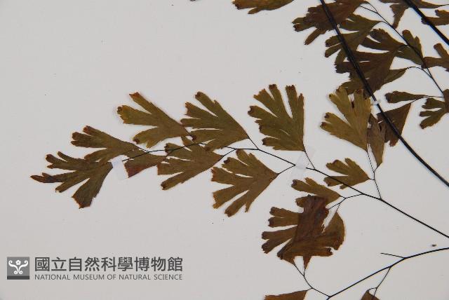 鐵線蕨藏品圖，第4張
