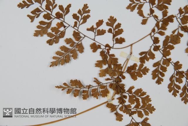 彎柄假複葉耳蕨藏品圖，第4張
