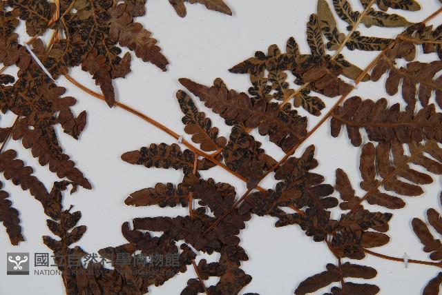 蕨藏品圖，第4張