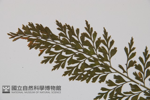 威氏鐵角蕨藏品圖，第4張