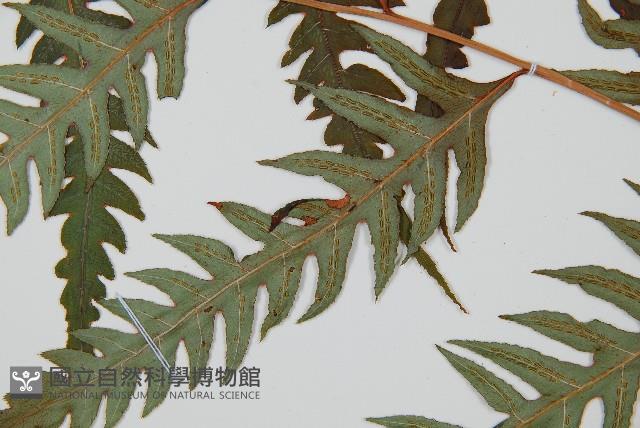 生芽狗脊蕨、頂芽狗脊蕨藏品圖，第4張