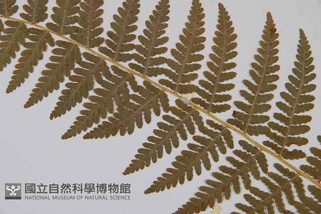 姬蕨藏品圖，第4張