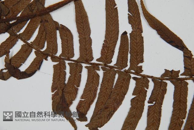 毛柄蹄蓋蕨藏品圖，第4張