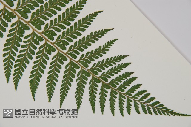 司氏碗蕨藏品圖，第4張