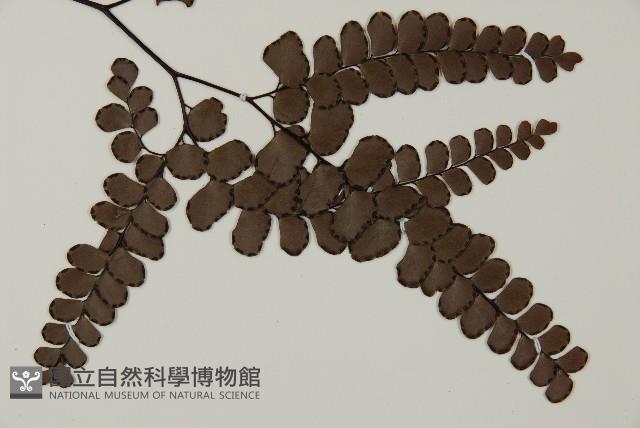 扇葉鐵線蕨藏品圖，第3張