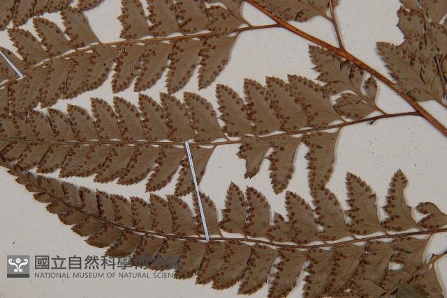 斜方複葉耳蕨藏品圖，第3張