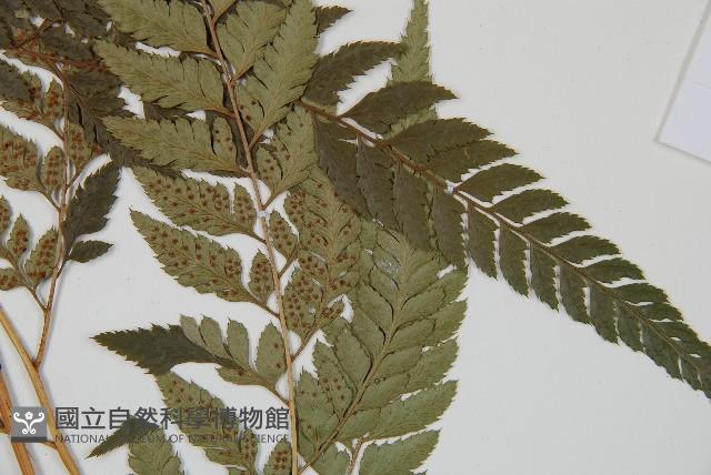 小葉複葉耳蕨藏品圖，第4張