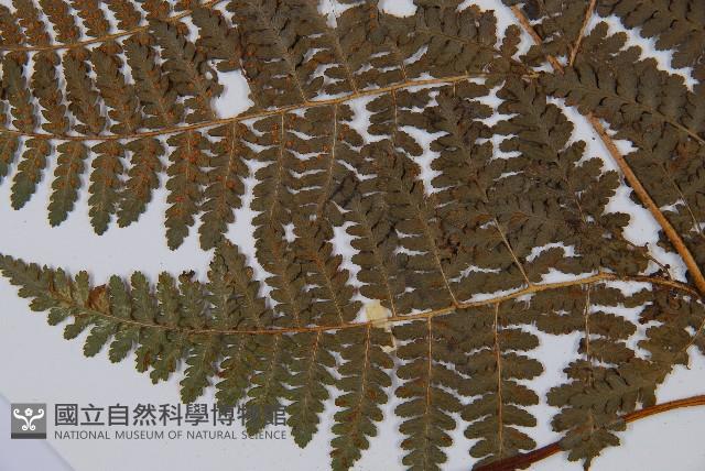 姬蕨藏品圖，第7張