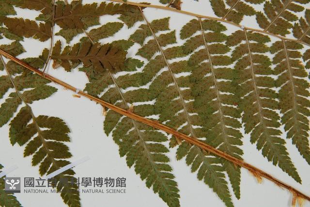 登錄號:P012234藏品圖，第4張