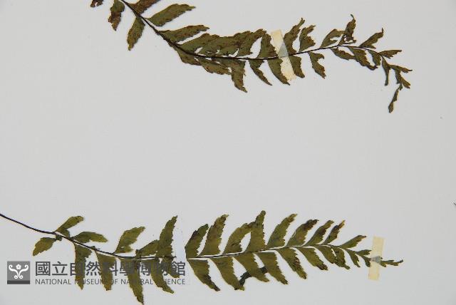 單邊鐵角蕨藏品圖，第4張