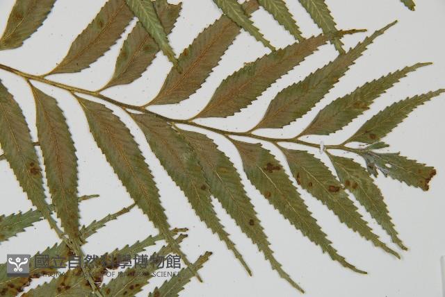 蘭嶼鐵角蕨藏品圖，第4張