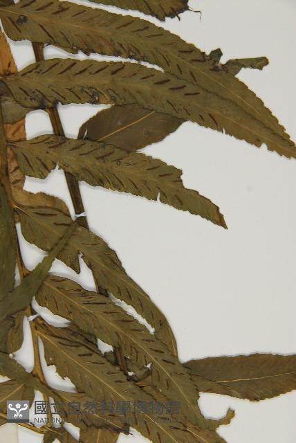 登錄號:P005234藏品圖，第7張