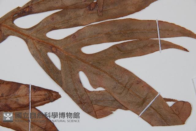 崇澍蕨藏品圖，第4張