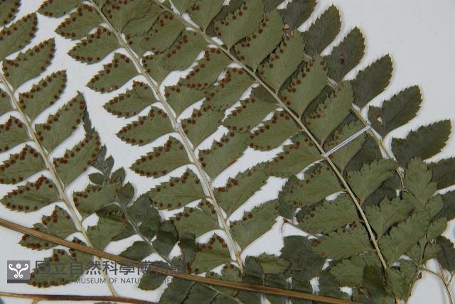 斜方複葉耳蕨藏品圖，第4張