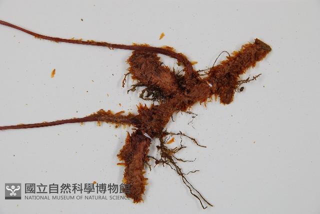 台灣小膜蓋蕨藏品圖，第3張