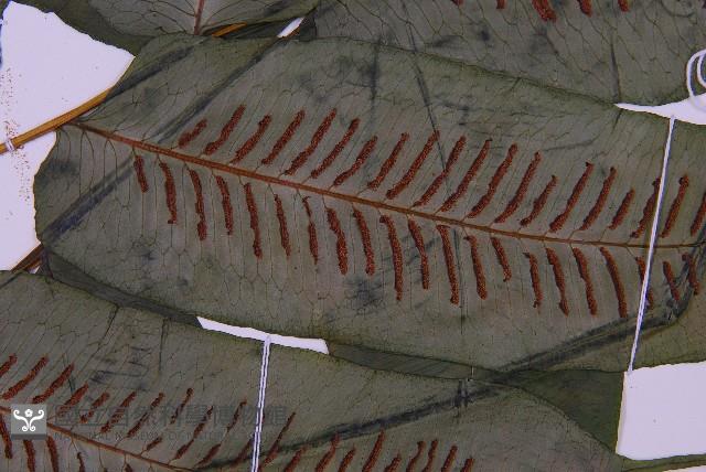 腸蕨藏品圖，第4張