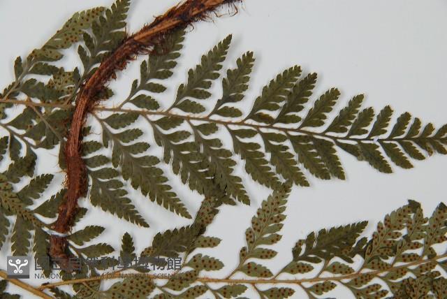 細葉複葉耳蕨藏品圖，第4張