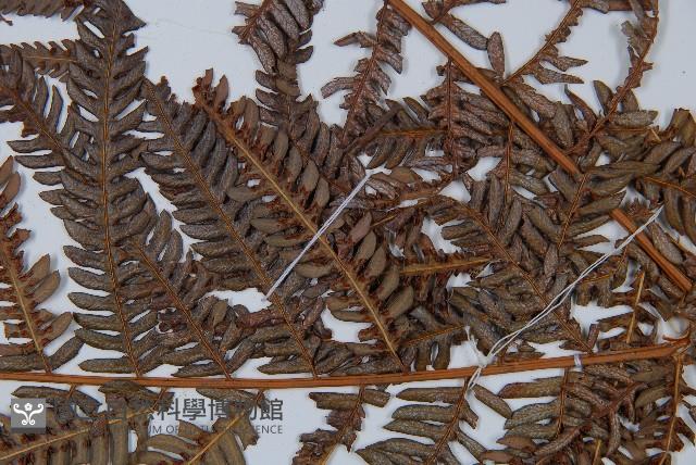 金狗毛蕨藏品圖，第3張