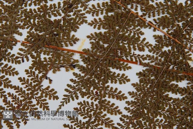 魚鱗蕨藏品圖，第4張