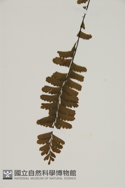 薄葉孔雀鐵角蕨、邊孢鐵角蕨藏品圖，第4張