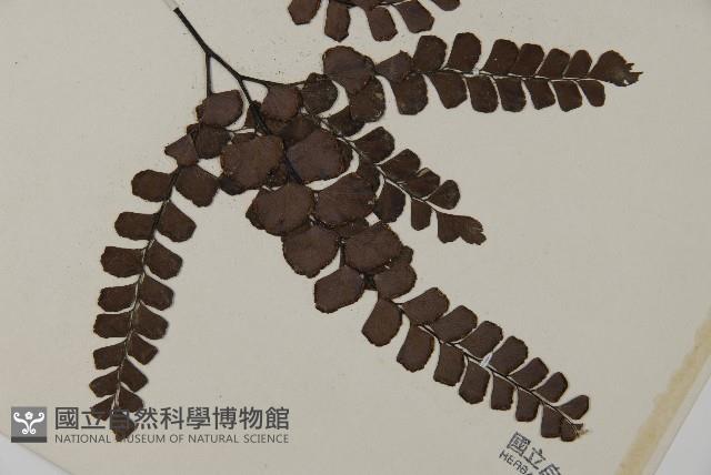 扇葉鐵線蕨藏品圖，第3張