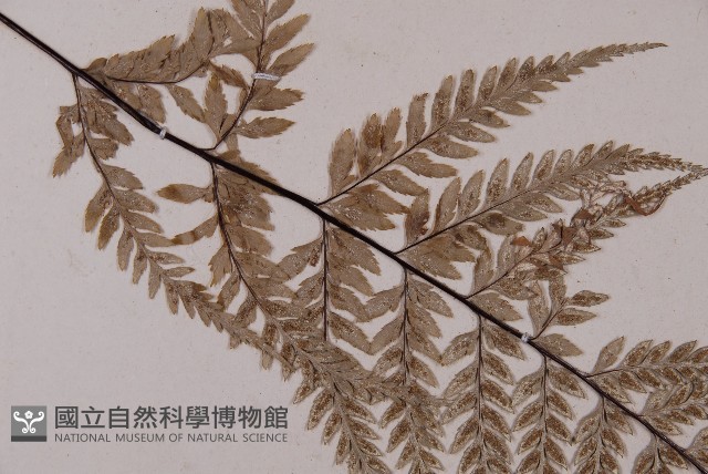 粉葉蕨藏品圖，第4張