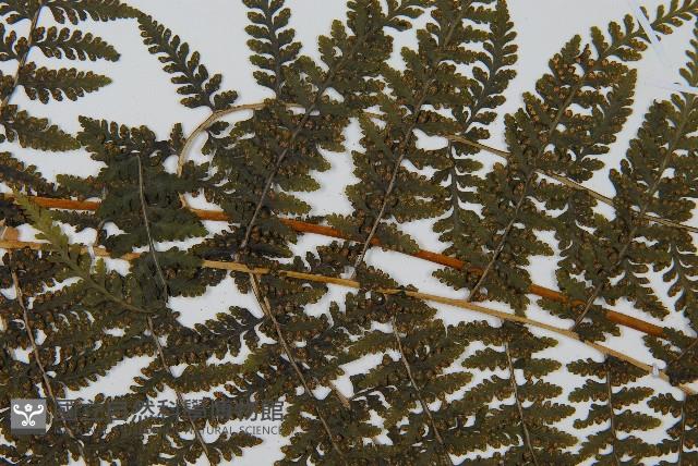 稀子蕨藏品圖，第4張