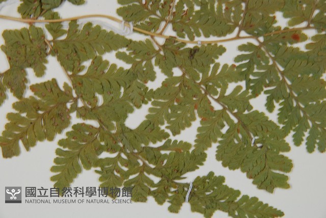 登錄號:P012064藏品圖，第4張