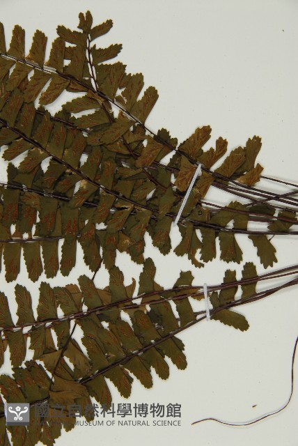 生芽鐵角蕨藏品圖，第4張
