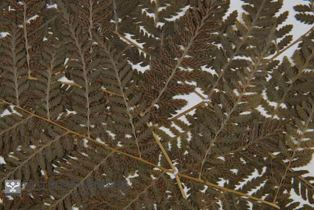 中華雙蓋蕨藏品圖，第4張