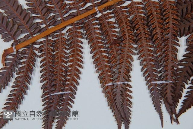 登錄號:P009764藏品圖，第4張