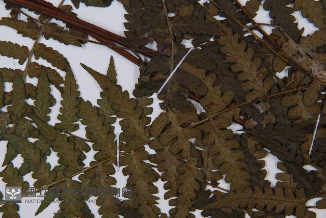 登錄號:P012564藏品圖，第4張