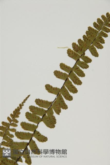 生芽鐵角蕨藏品圖，第4張